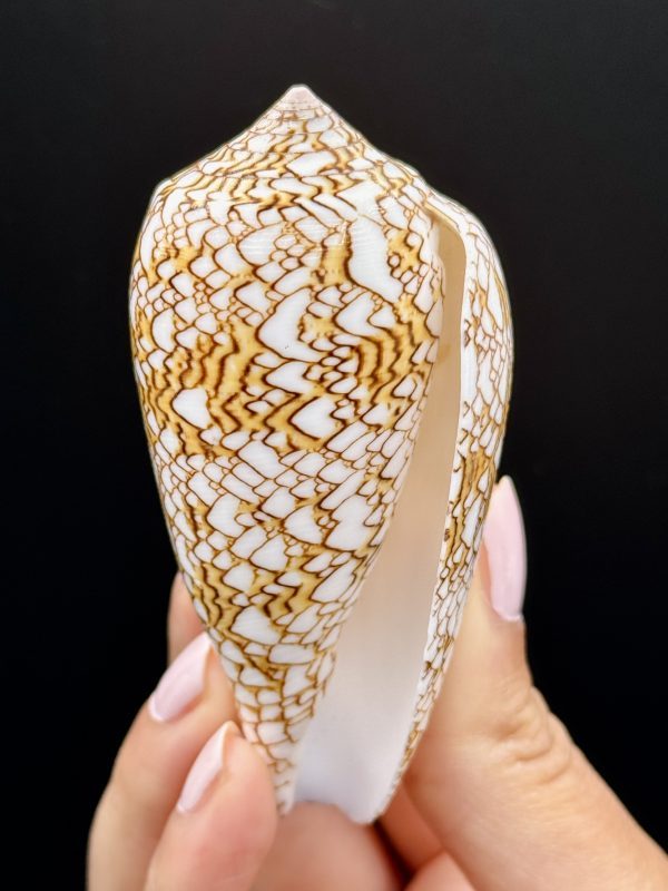 Coquillage Cône Textile n°417, Philippines