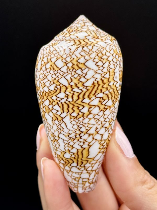 Coquillage Cône Textile n°417, Philippines