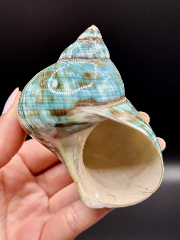 Coquillage Turbo Marmoratus Impérial Vert n°403, Madagascar