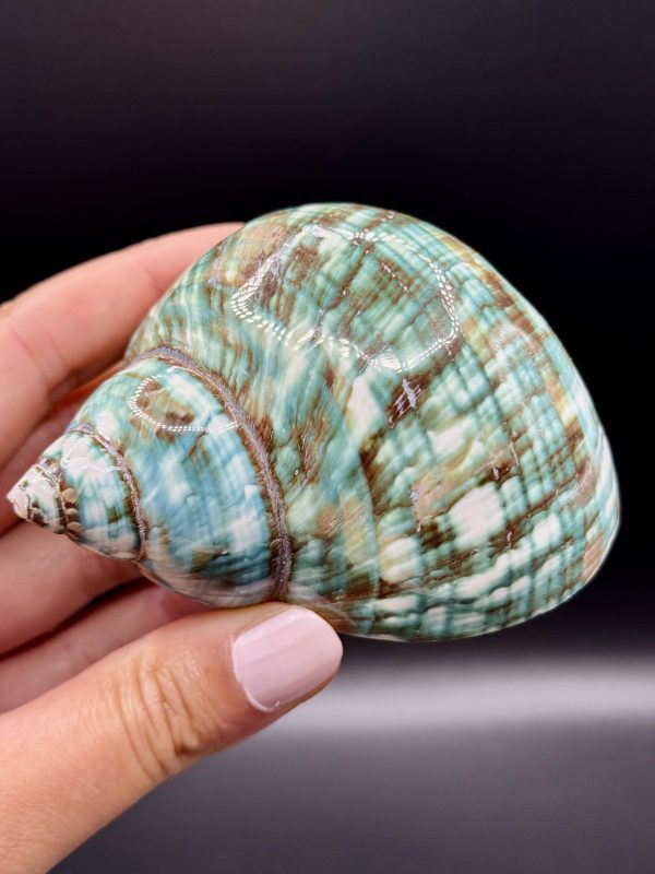 Coquillage Turbo Marmoratus Impérial Vert n°403, Madagascar