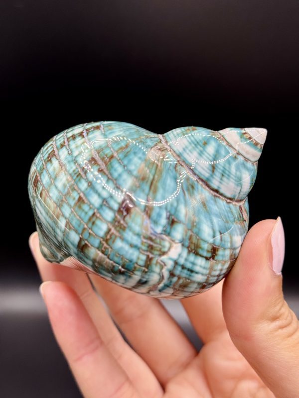 Coquillage Turbo Marmoratus Impérial Vert n°405, Madagascar