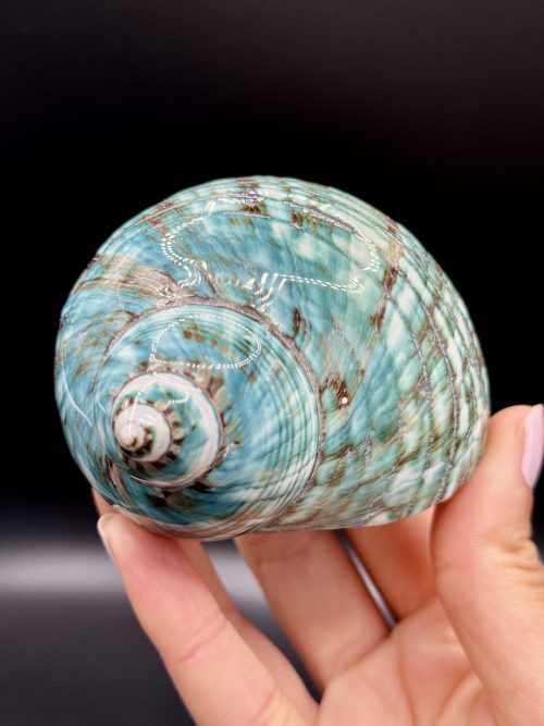 Coquillage Turbo Marmoratus Impérial Vert n°405, Madagascar