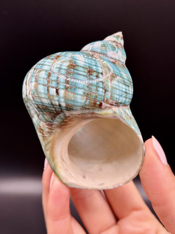 Coquillage Turbo Marmoratus Impérial Vert n°405, Madagascar