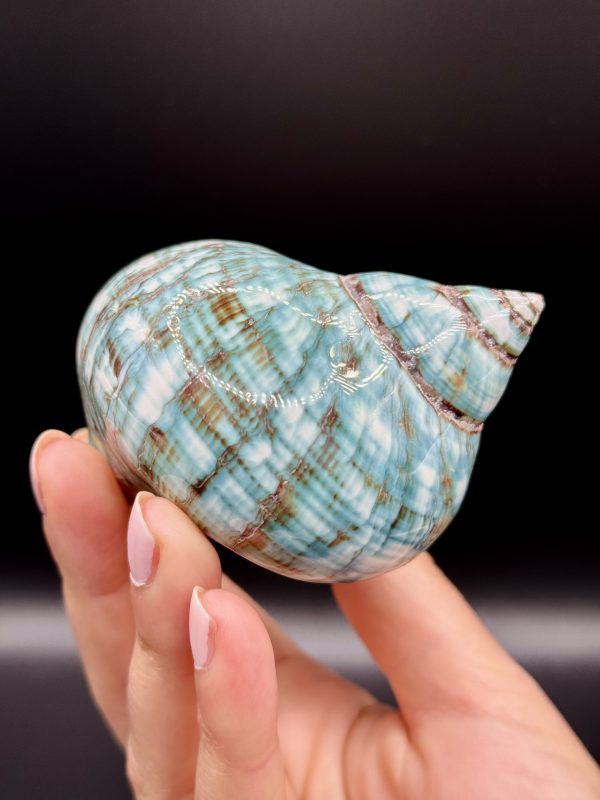 Coquillage Turbo Marmoratus Impérial Vert n°407, Madagascar