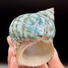 Coquillage Turbo Marmoratus Impérial Vert n°407, Madagascar