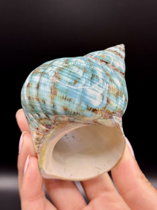 Coquillage Turbo Marmoratus Impérial Vert n°407, Madagascar