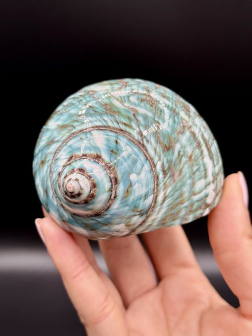 Coquillage Turbo Marmoratus Impérial Vert n°407, Madagascar