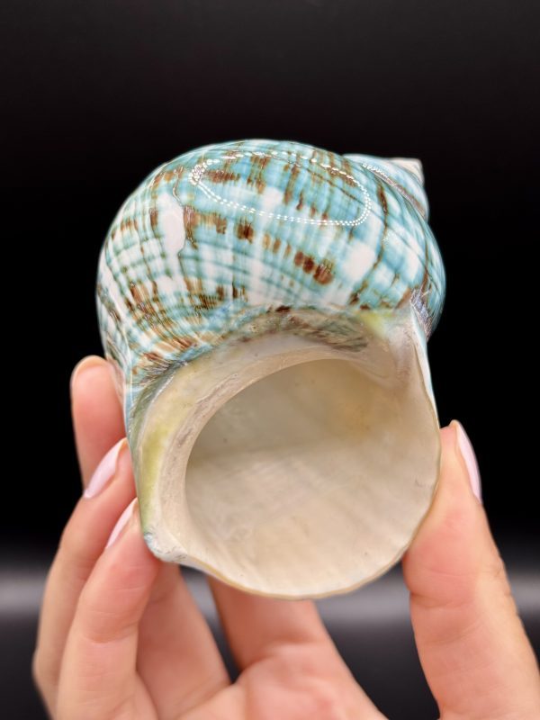 Coquillage Turbo Marmoratus Impérial Vert n°409, Madagascar
