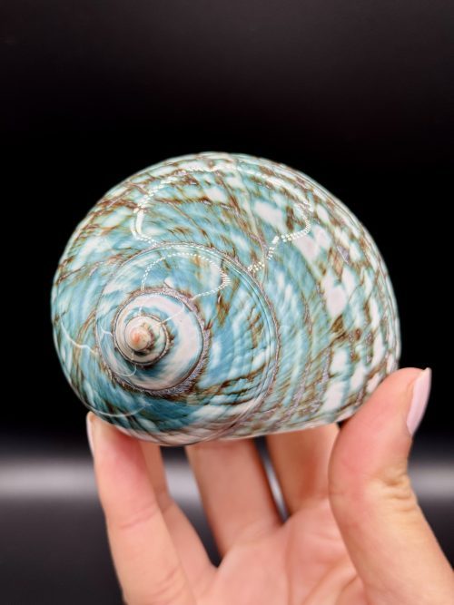 Coquillage Turbo Marmoratus Impérial Vert n°409, Madagascar