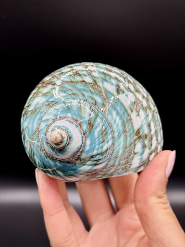 Coquillage Turbo Marmoratus Impérial Vert n°409, Madagascar