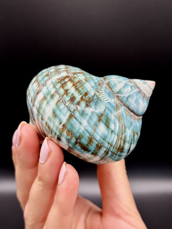Coquillage Turbo Marmoratus Impérial Vert n°409, Madagascar