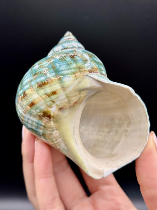 Coquillage Turbo Marmoratus Impérial Vert n°420, Madagascar