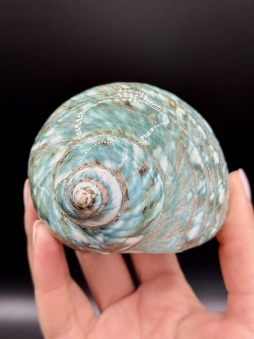 Coquillage Turbo Marmoratus Impérial Vert n°420, Madagascar
