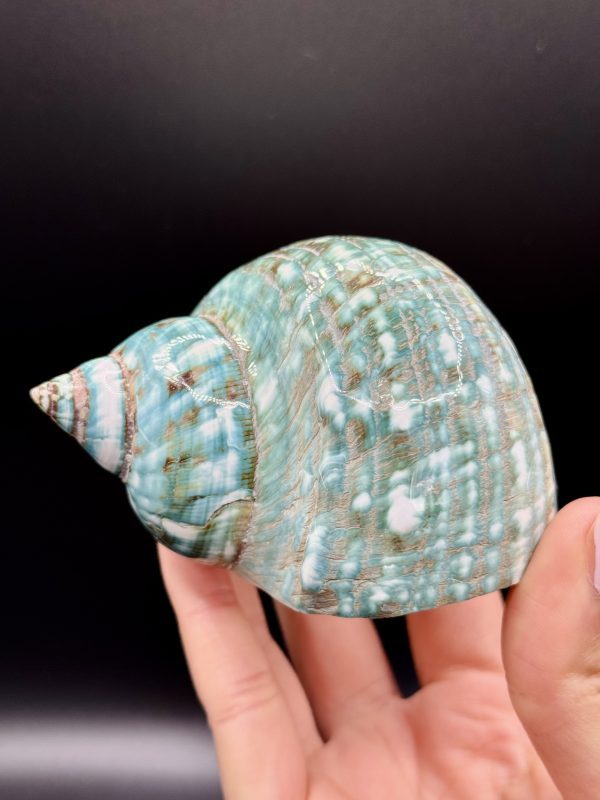 Coquillage Turbo Marmoratus Impérial Vert n°420, Madagascar