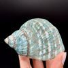 Coquillage Turbo Marmoratus Impérial Vert n°421, Madagascar