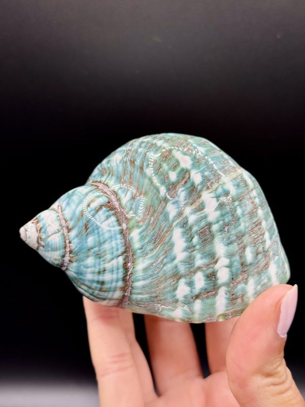 Coquillage Turbo Marmoratus Impérial Vert n°421, Madagascar