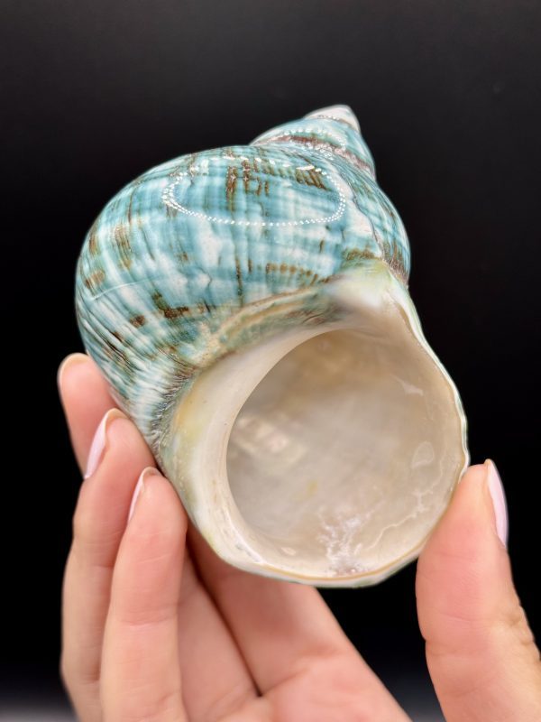 Coquillage Turbo Marmoratus Impérial Vert n°421, Madagascar